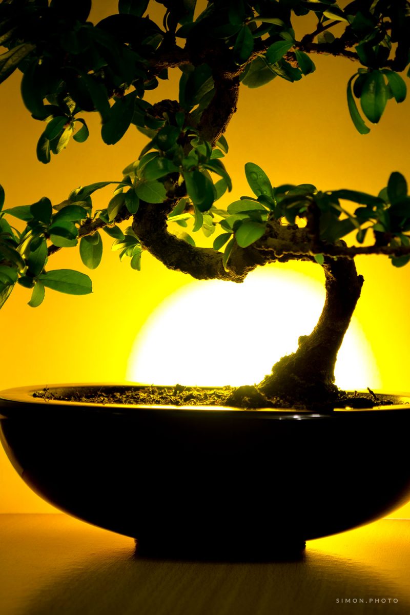 Sunset Bonsai