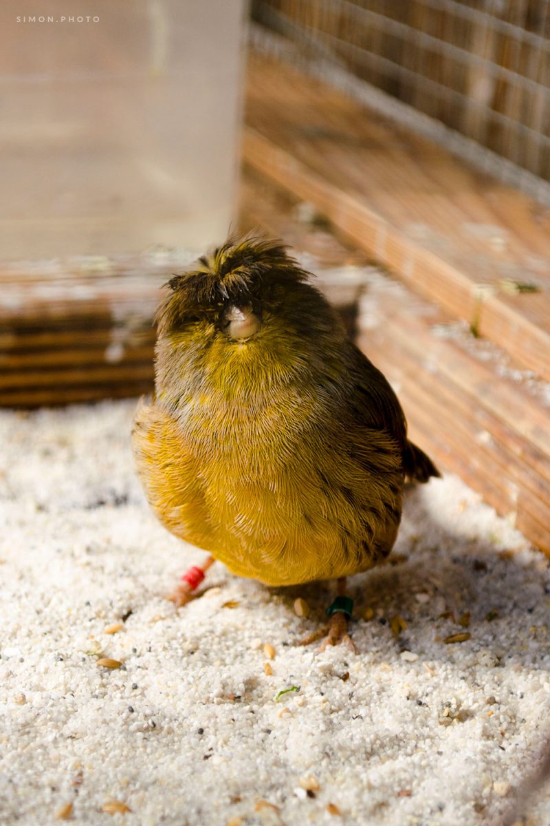 Curious Bird