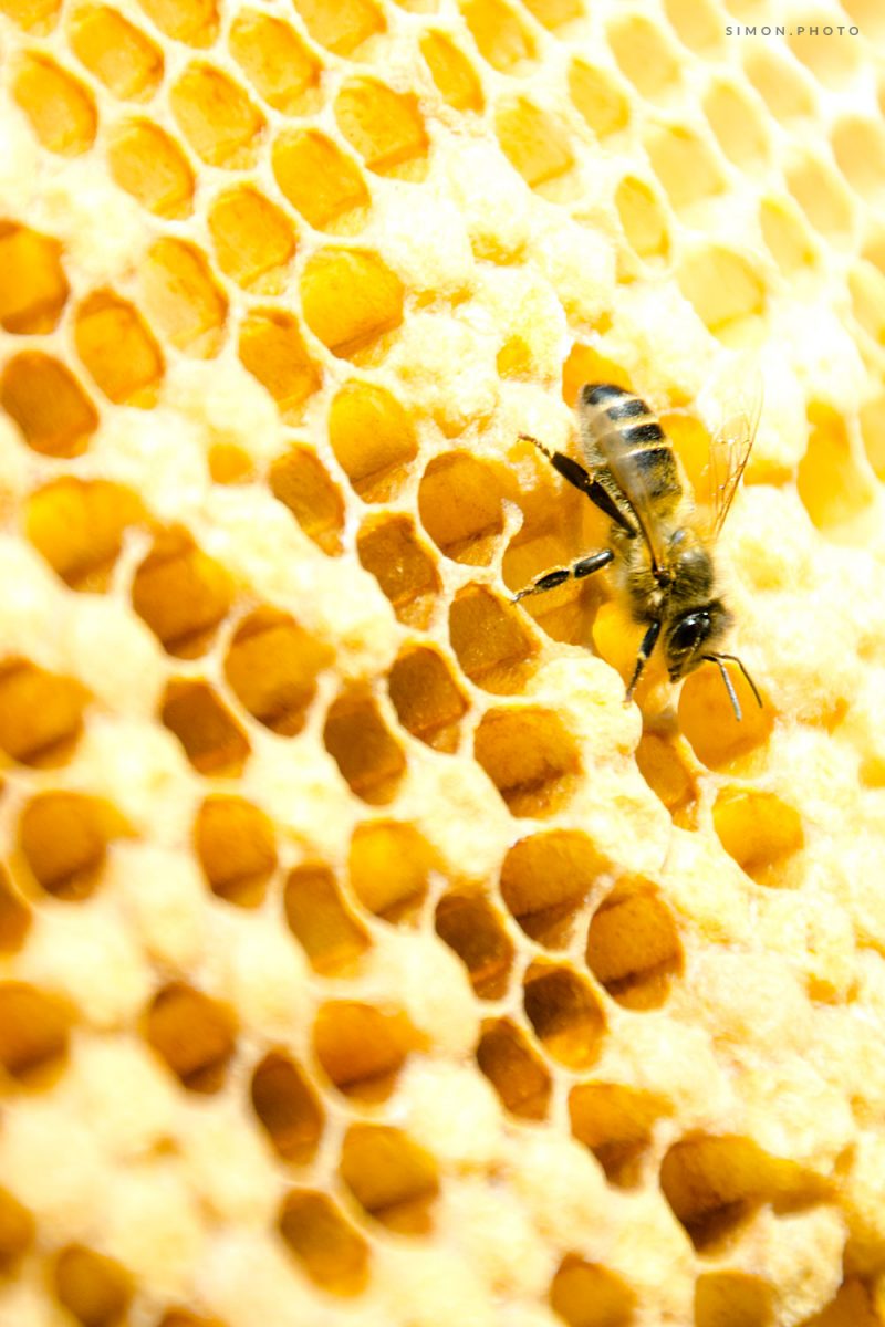 Honeycomb