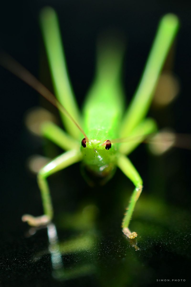 Green Creature