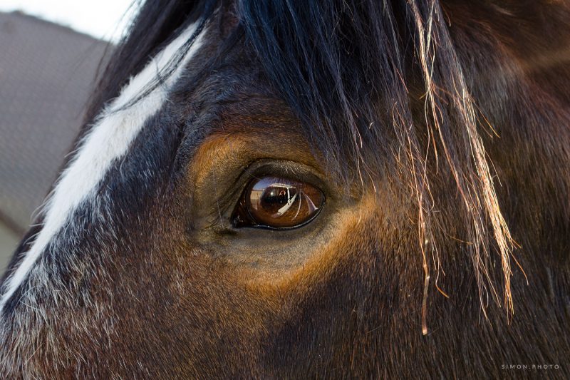 Horse Eye